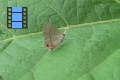 Scene 27_Hairstreak on Leaf